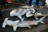 IMG_4125 shark market fish Al-Hudayda
